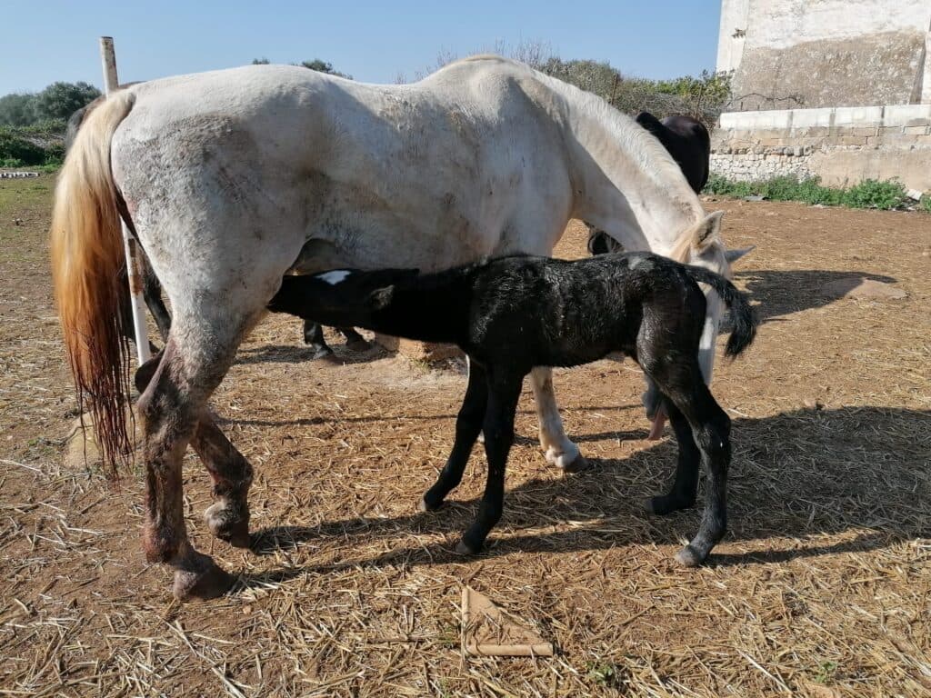 Una cavalla con il suo puledro