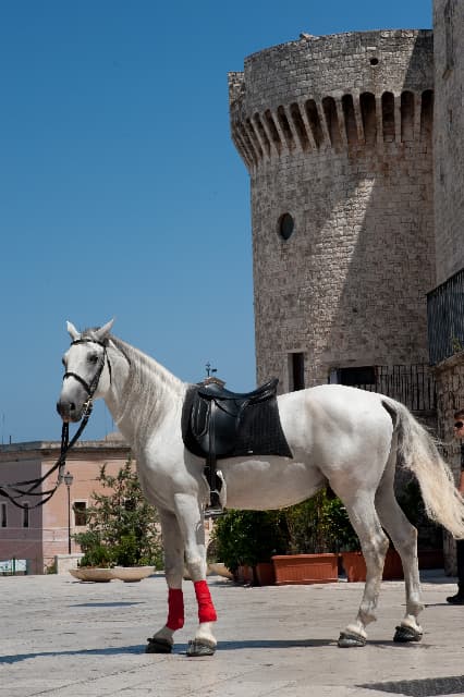 I cavalli della famiglia Minunni