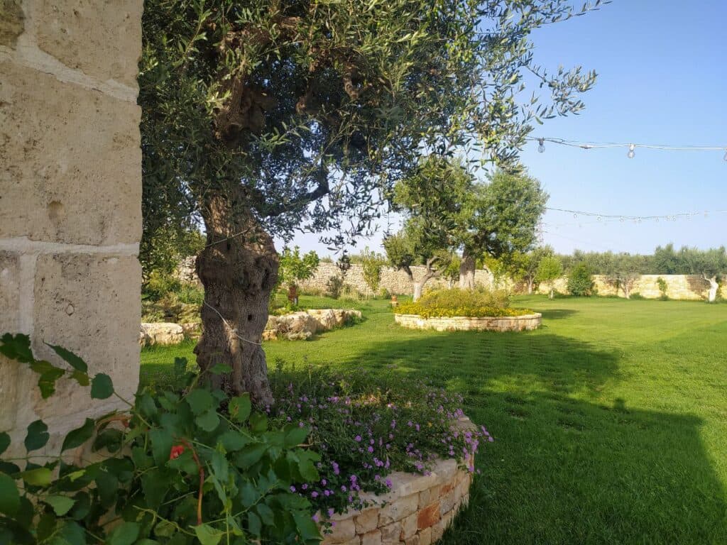 Un ulivo nel giardino della masseria